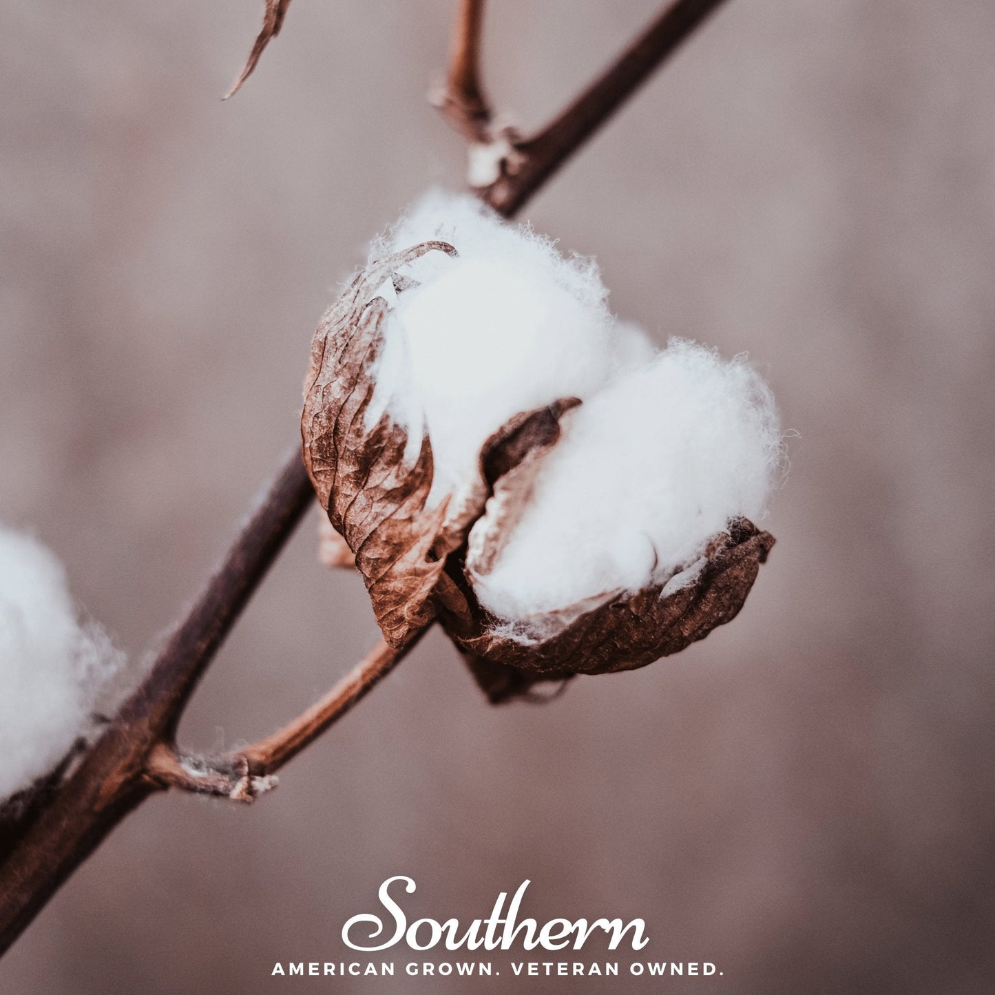 Upland Cotton Seeds – Heirloom Gossypium hirsutum for Spinning & Crafting, Ornamental Flower, Non-GMO, 20 Seeds