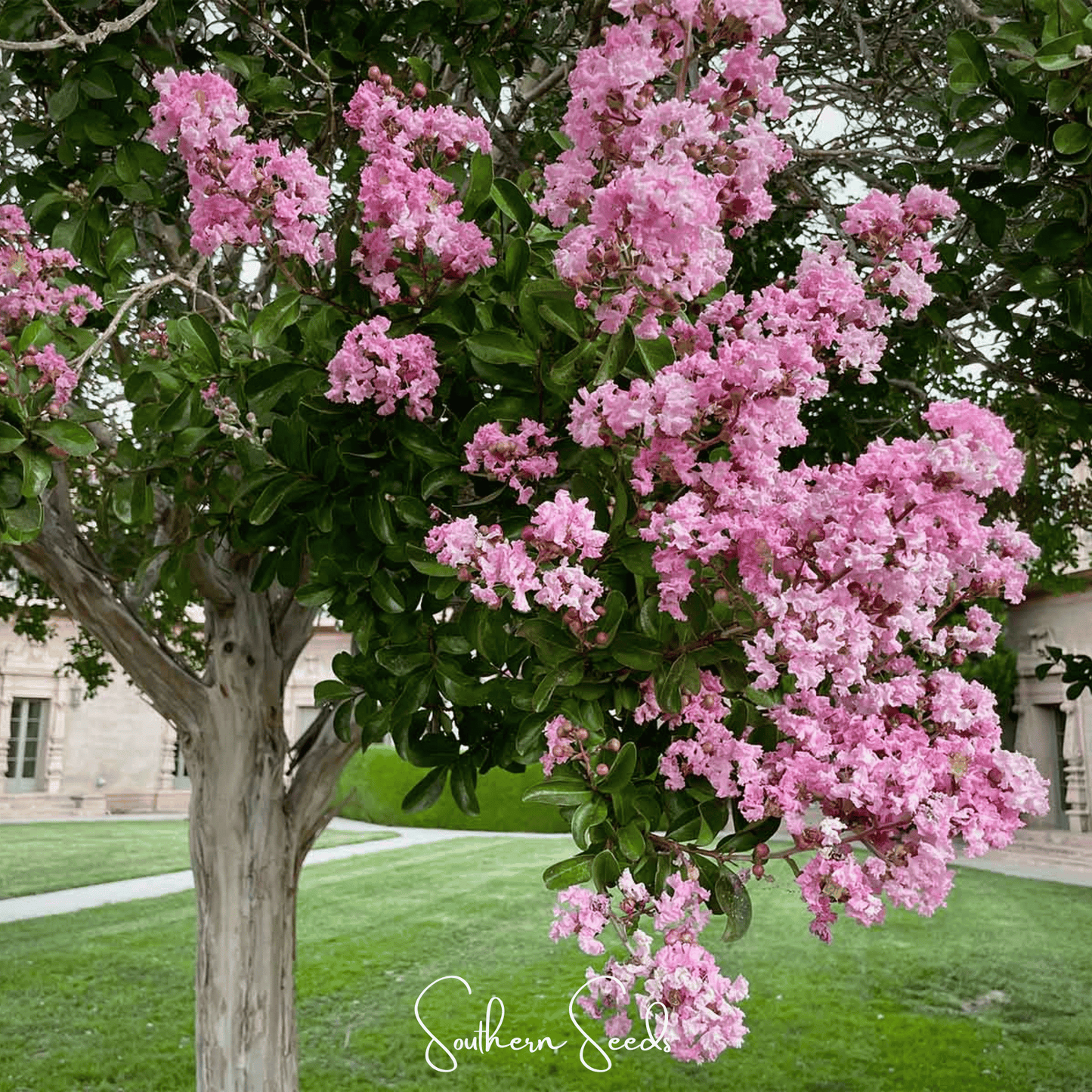Crape Myrtle Seeds – 50 Heirloom Non-GMO Lagerstroemia indica for Garden, Landscape, Flowering Tree