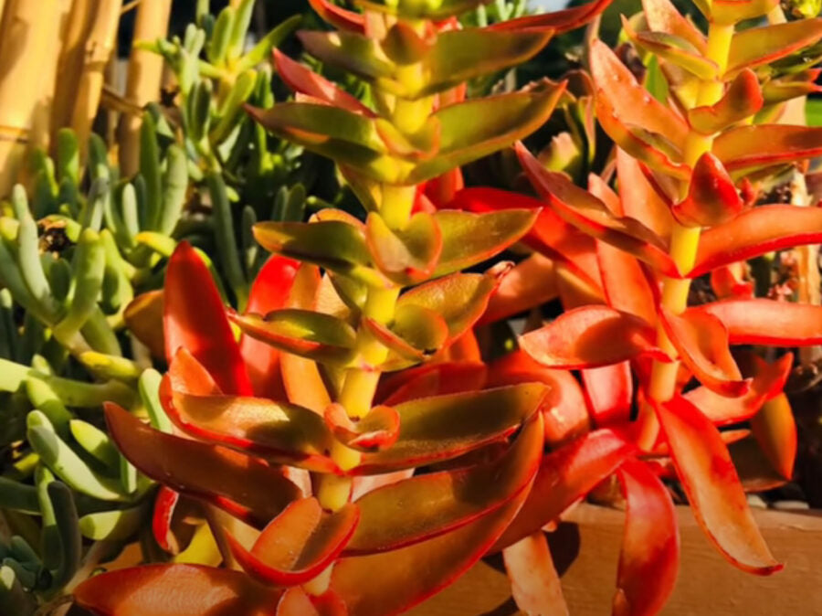 Crassula Capitella ‘Campfire’ Succulent Cuttings – Red Flame Foliage, Easy to Root, Perfect for Indoor & Outdoor Gardens
