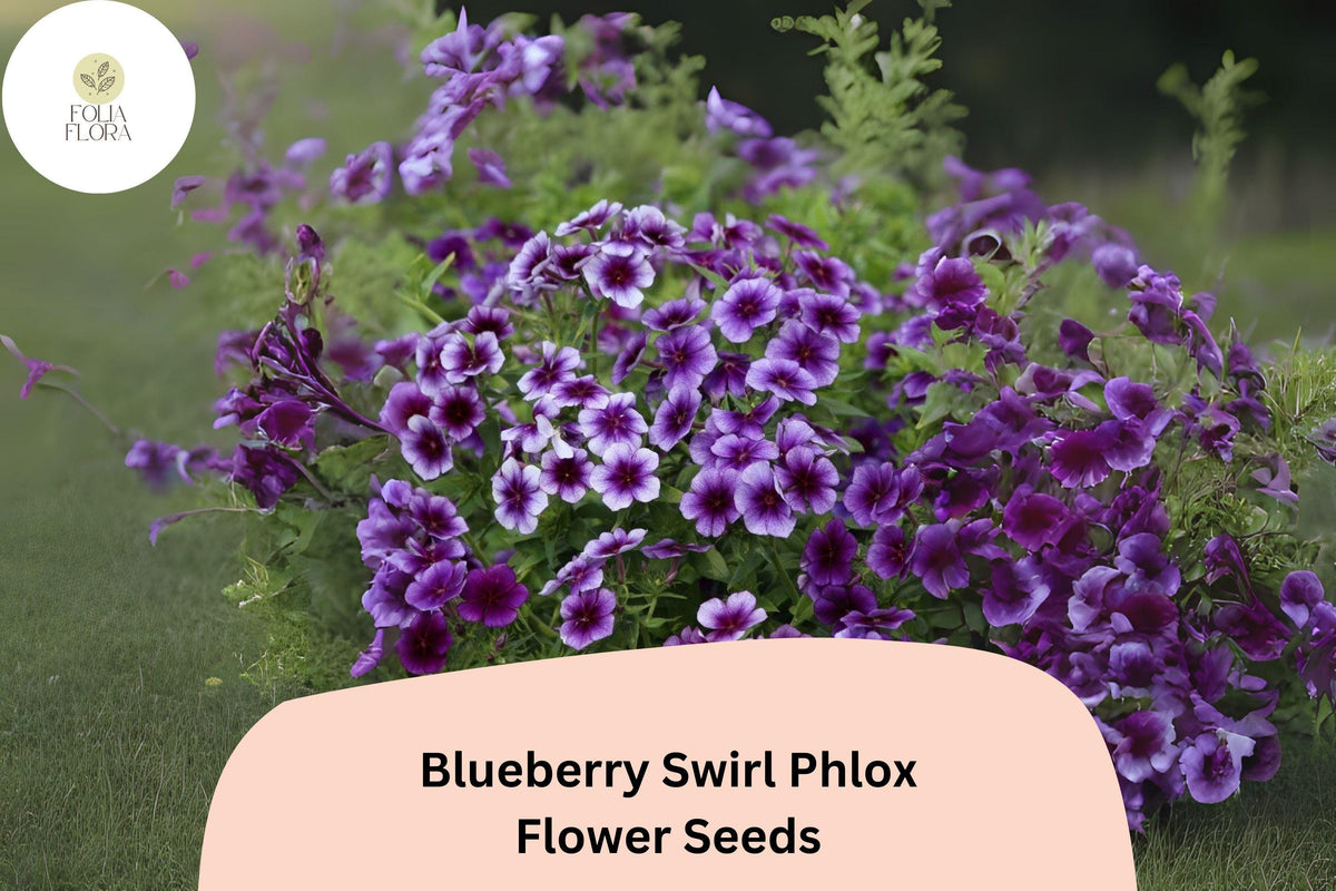 Blueberry Swirl Phlox Seeds - 100+ Annual Flower Seeds, Purple & White Blooms, Phlox drummondii for Garden Beds & Borders