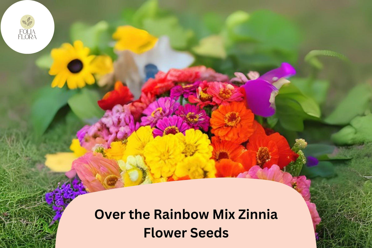 Zinnia Seeds - 100+ Over the Rainbow Mix - Colorful Annual Flowers - Zinnia elegans - Easy Planting & Butterfly Attracting