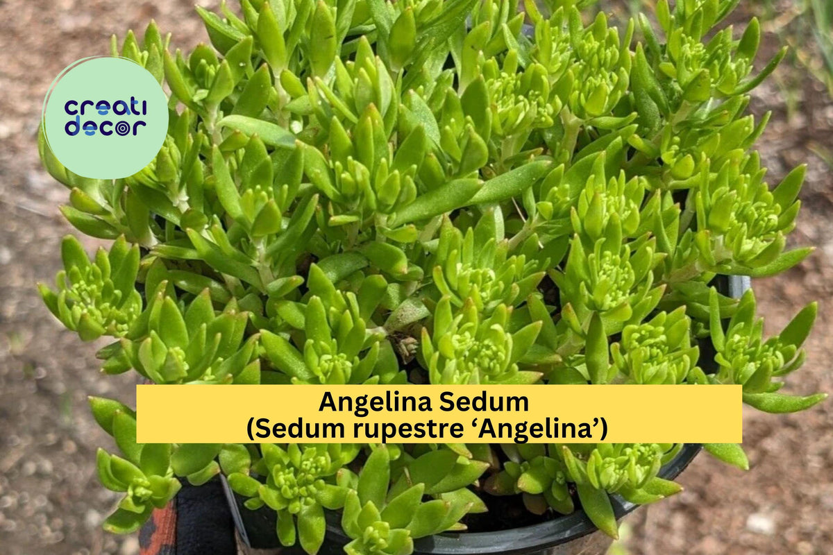 Angelina Sedum Live Plant | 1 Bare Root Golden Stonecrop Ground Cover | Sedum rupestre ‘Angelina’ | Drought-Tolerant Succulent