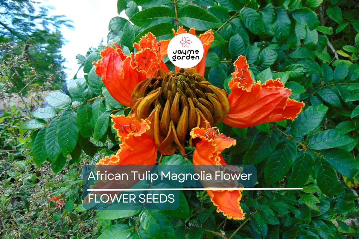 10 African Tulip Tree Seeds, Spathodea campanulata, Exotic Orange-Red Blooms, Fast-Growing Ornamental Tree, Zones 10-12
