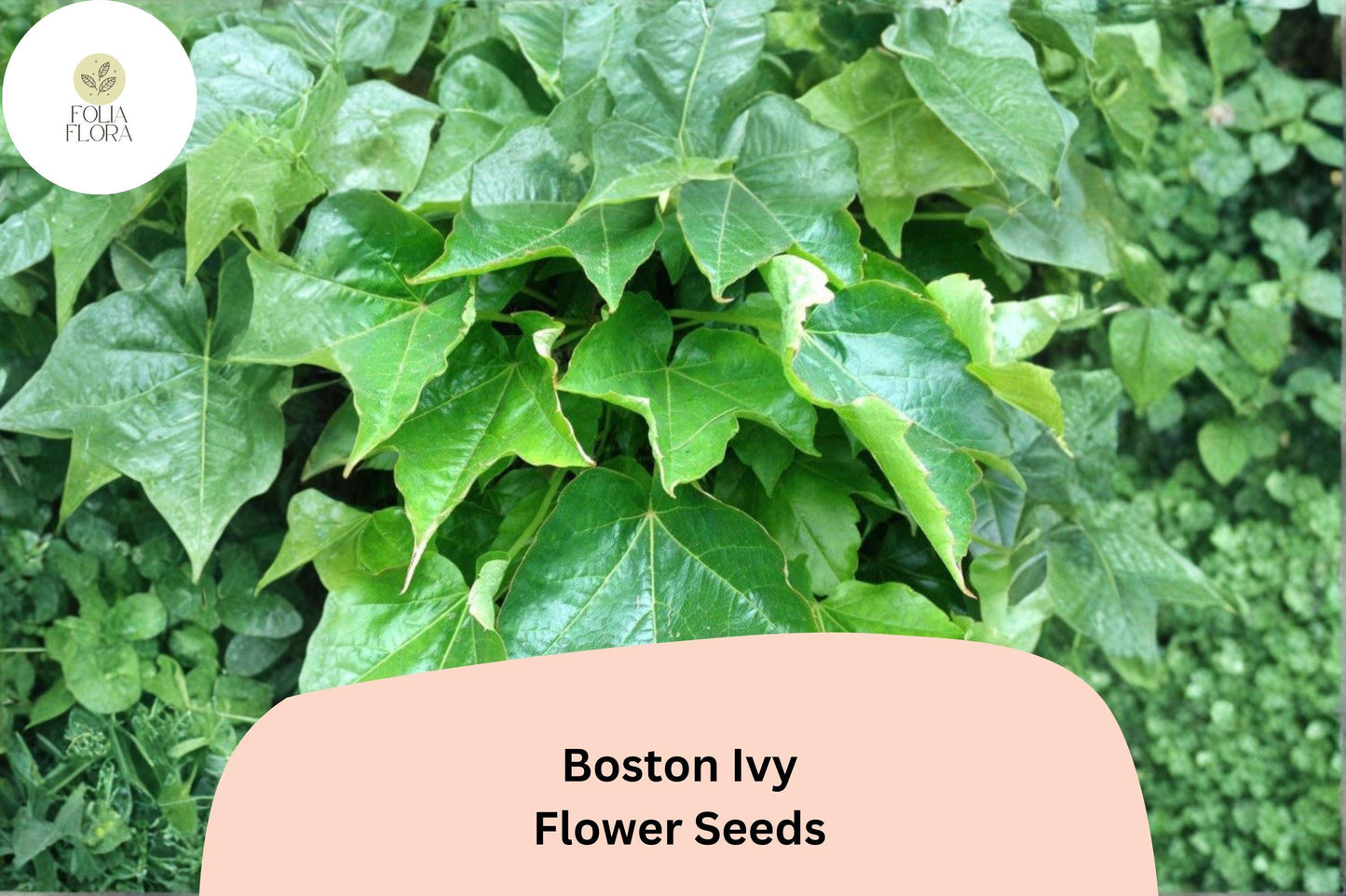 Boston Ivy Seeds – 10 Parthenocissus tricuspidata Fast Growing Climbing Vine for Walls and Fences
