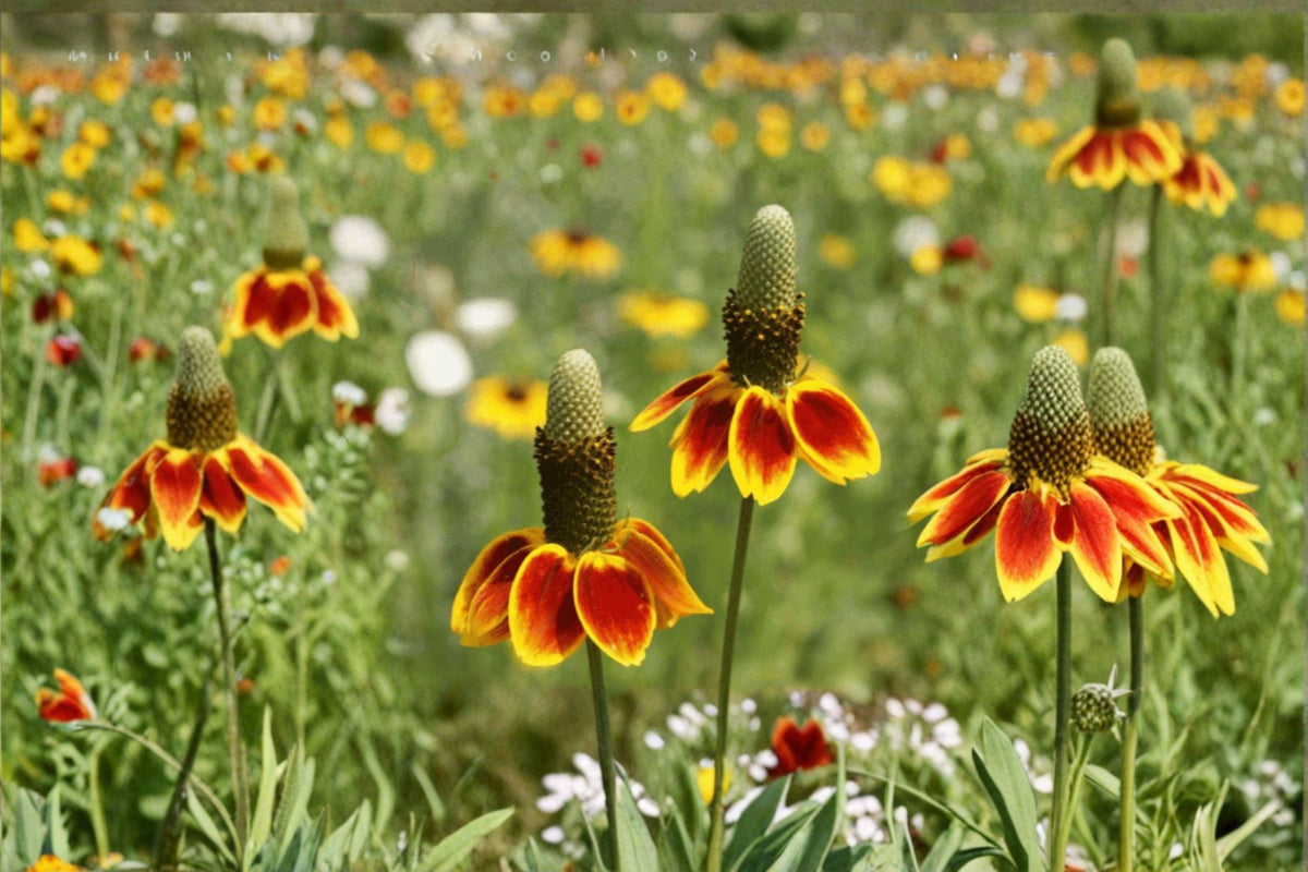 Mexican Hat Wildflower Seeds - 250 Count - Ratibida columnifera - Native Prairie Flower - Pollinator Favorite - Long Bloom Season