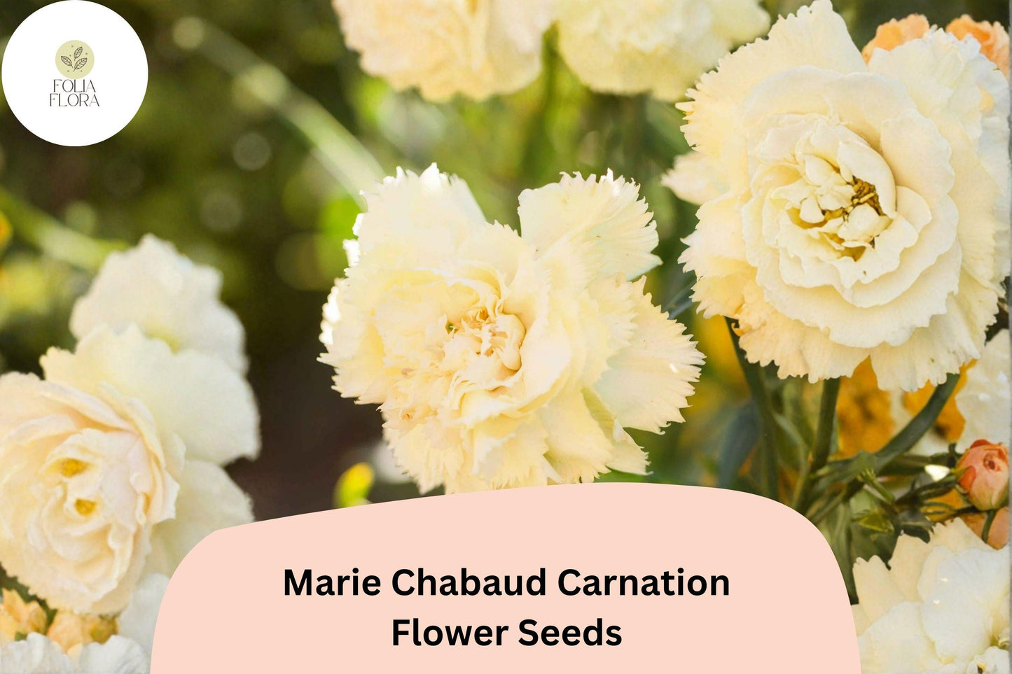 200+ Marie Chabaud Carnation Seeds - Yellow Dianthus caryophyllus for Garden Planting
