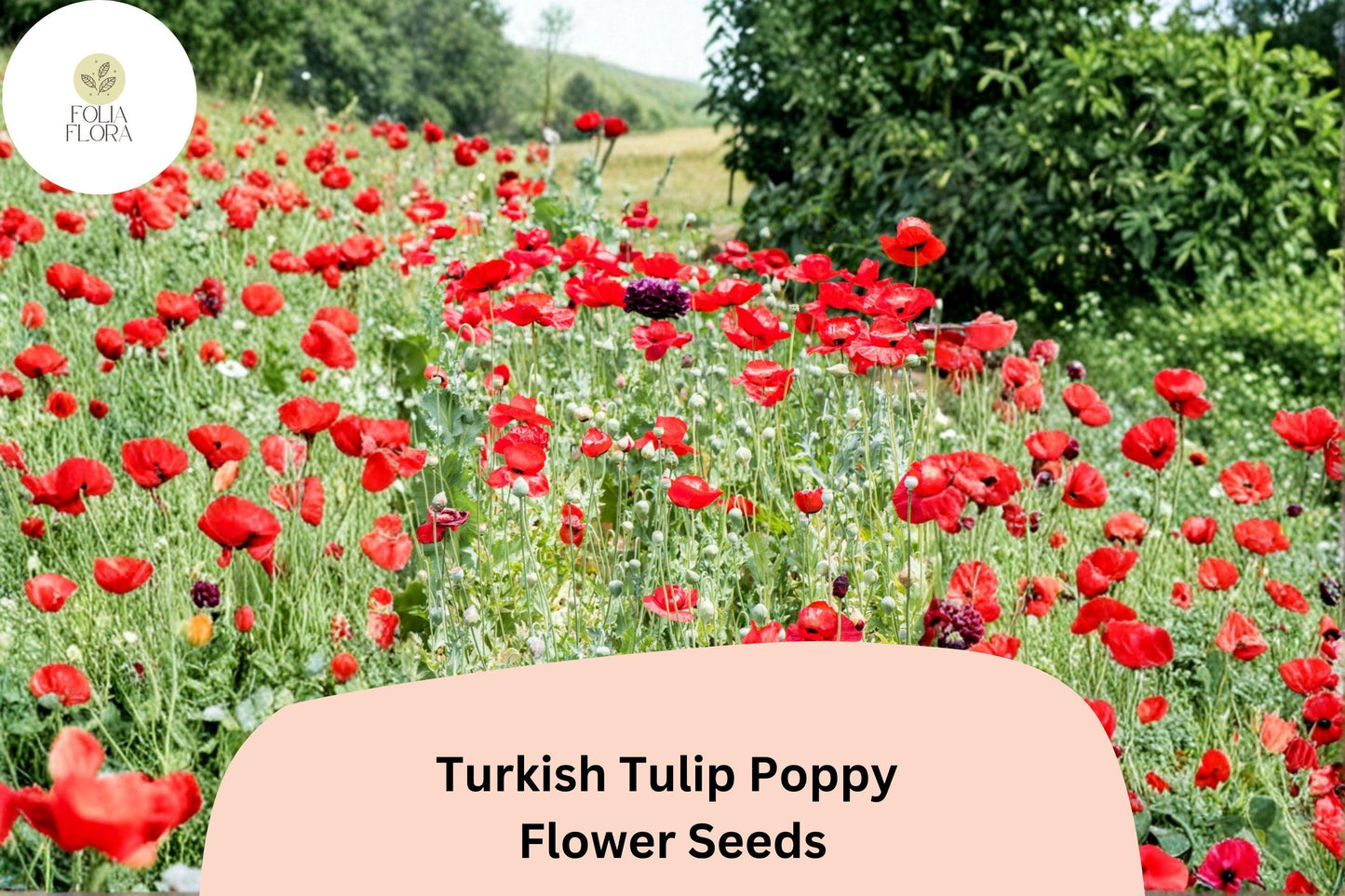 200+ Turkish Tulip Poppy Seeds – Easy to Grow Annual Wildflower with Tulip-Shaped Blooms