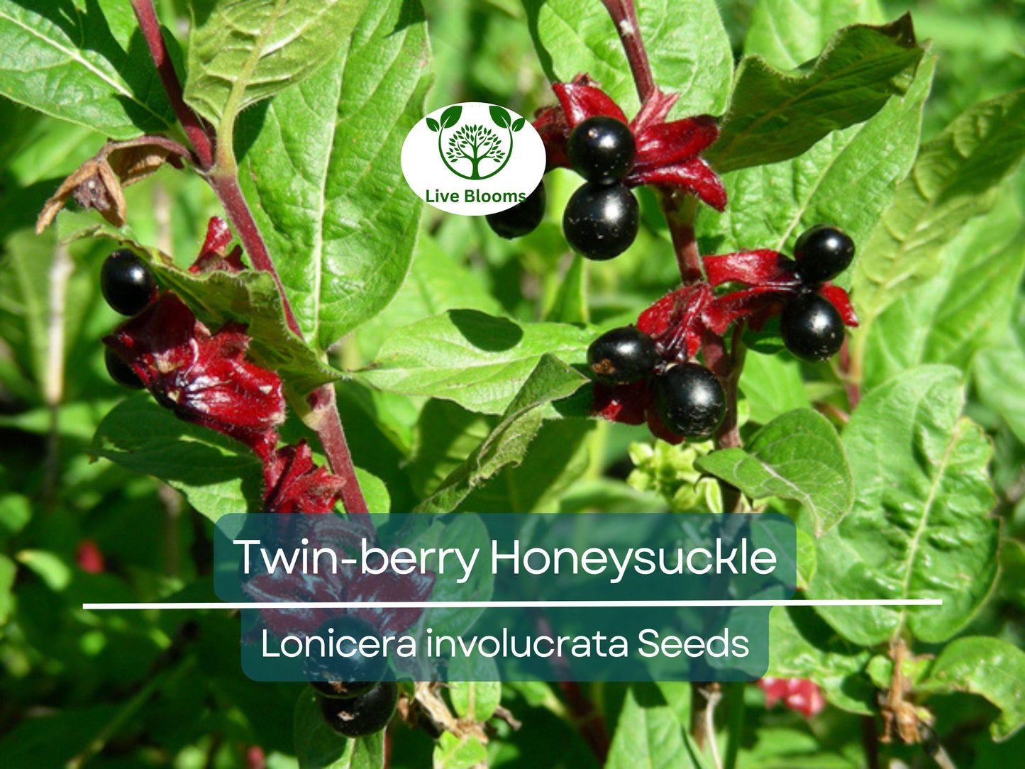 50 Twin-berry Honeysuckle Seeds (Lonicera involucrata) - Hardy, Fast-Growing Red Flower Vine