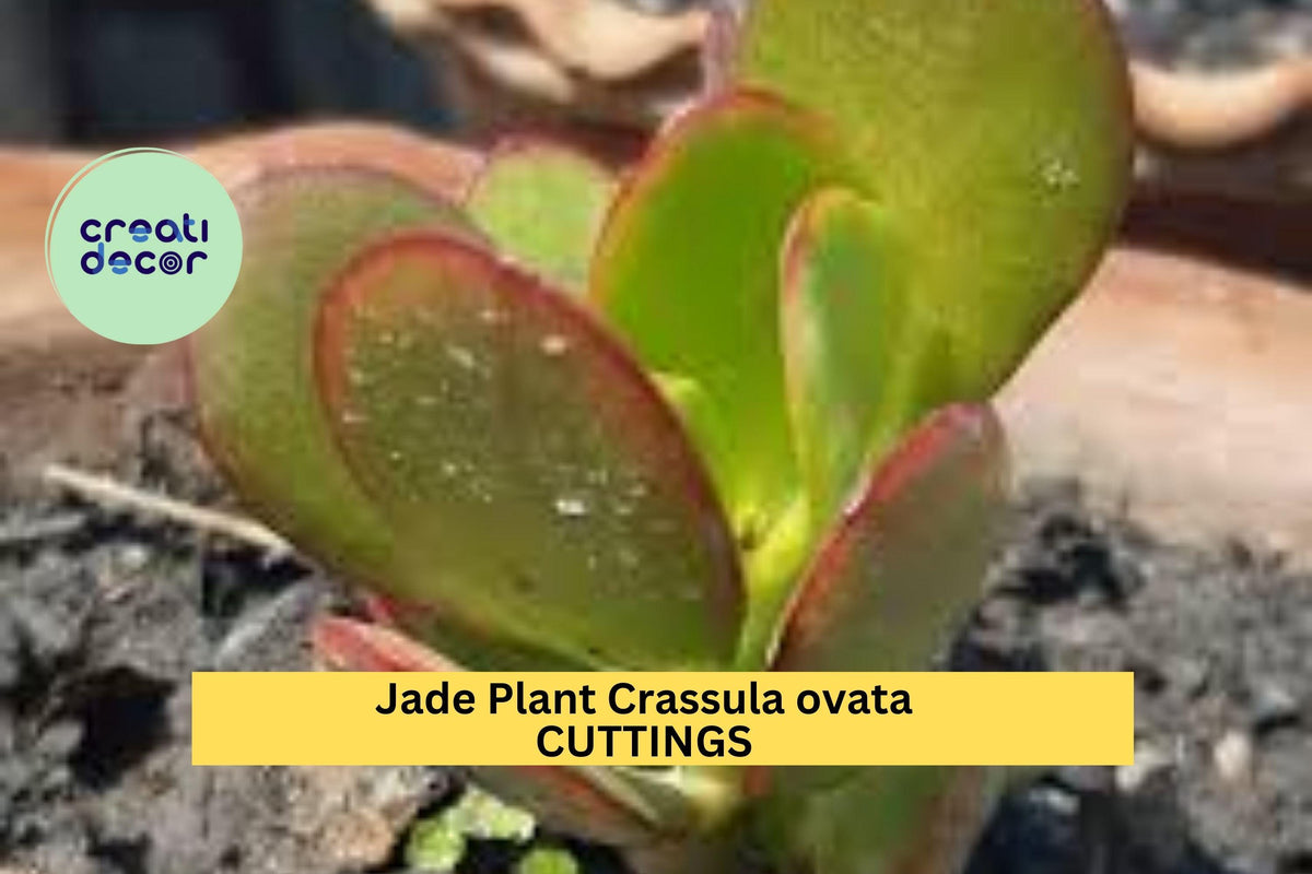 Jade Plant Cuttings (4) | Crassula ovata Money Plant | 3–5" Unrooted Succulent Stems for Easy Propagation