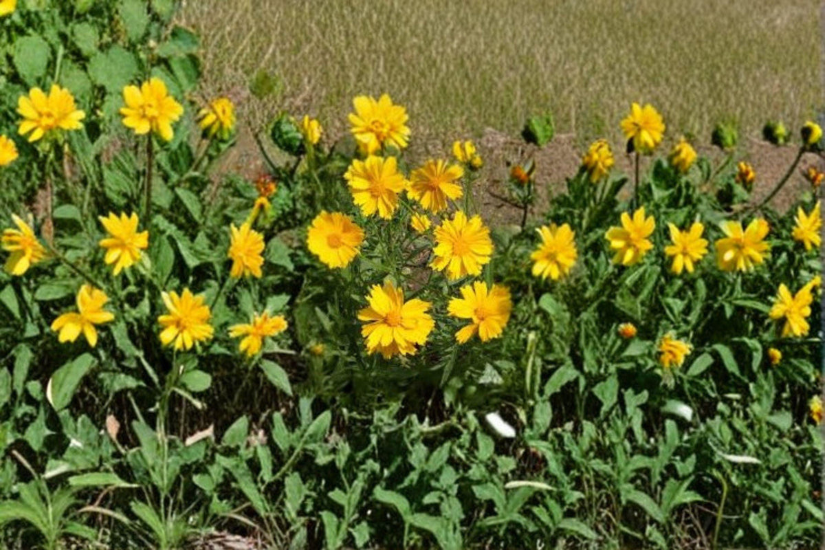 Coreopsis Seeds - 50 Count - Lance-Leaved Dwarf - Coreopsis lanceolata - Bright Yellow Blooms - Native Perennial - Pollinator Friendly