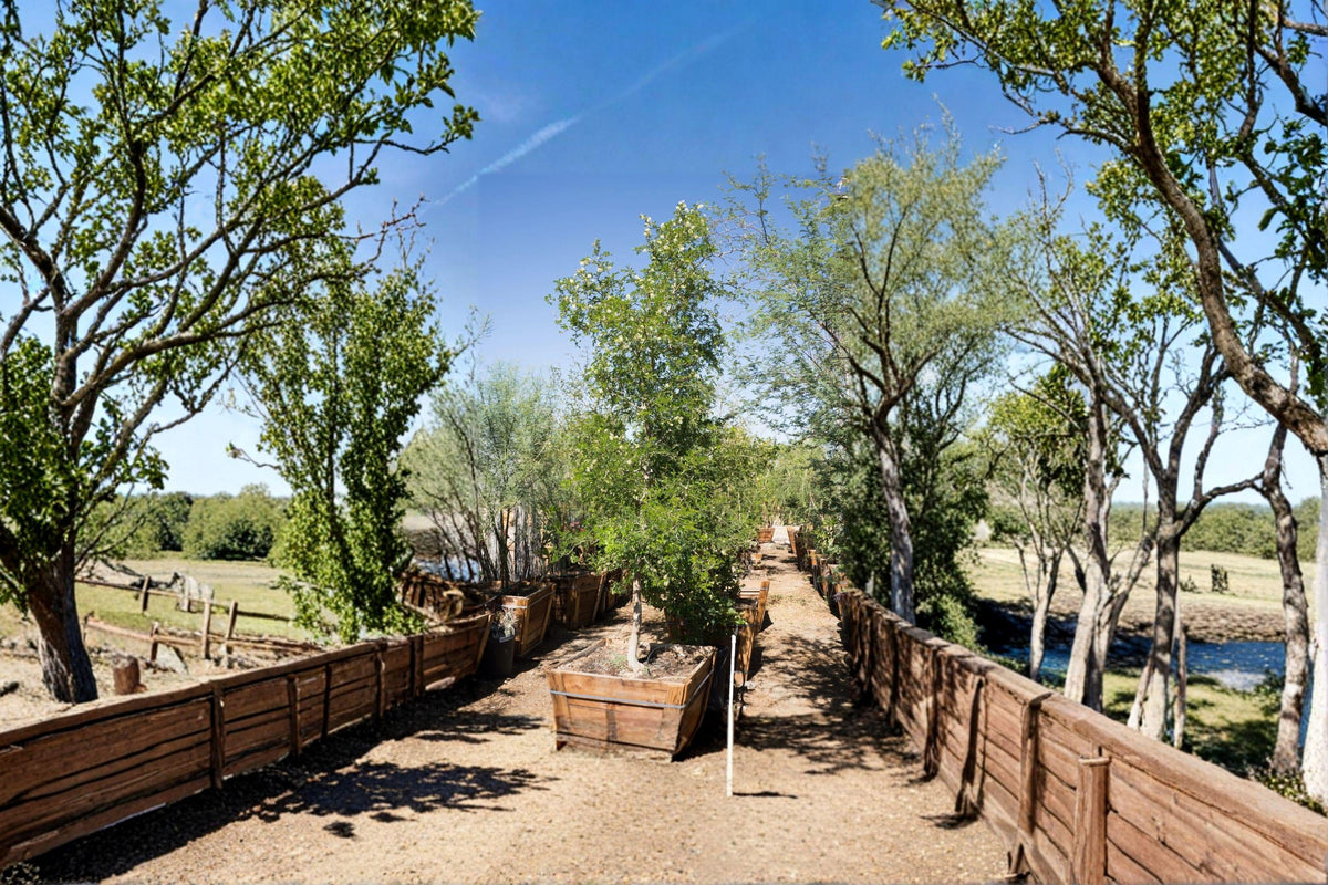 Texas Ebony Tree Seeds, 10 Count, Drought Tolerant Evergreen, Pithecellobium flexicaule, Native to South Texas, Xeriscape Plant