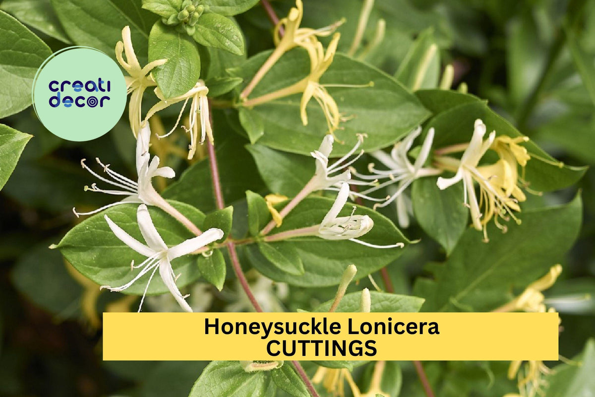 10 Japanese Honeysuckle Cuttings | Lonicera japonica Fast-Growing Vine for Trellis & Ground Cover