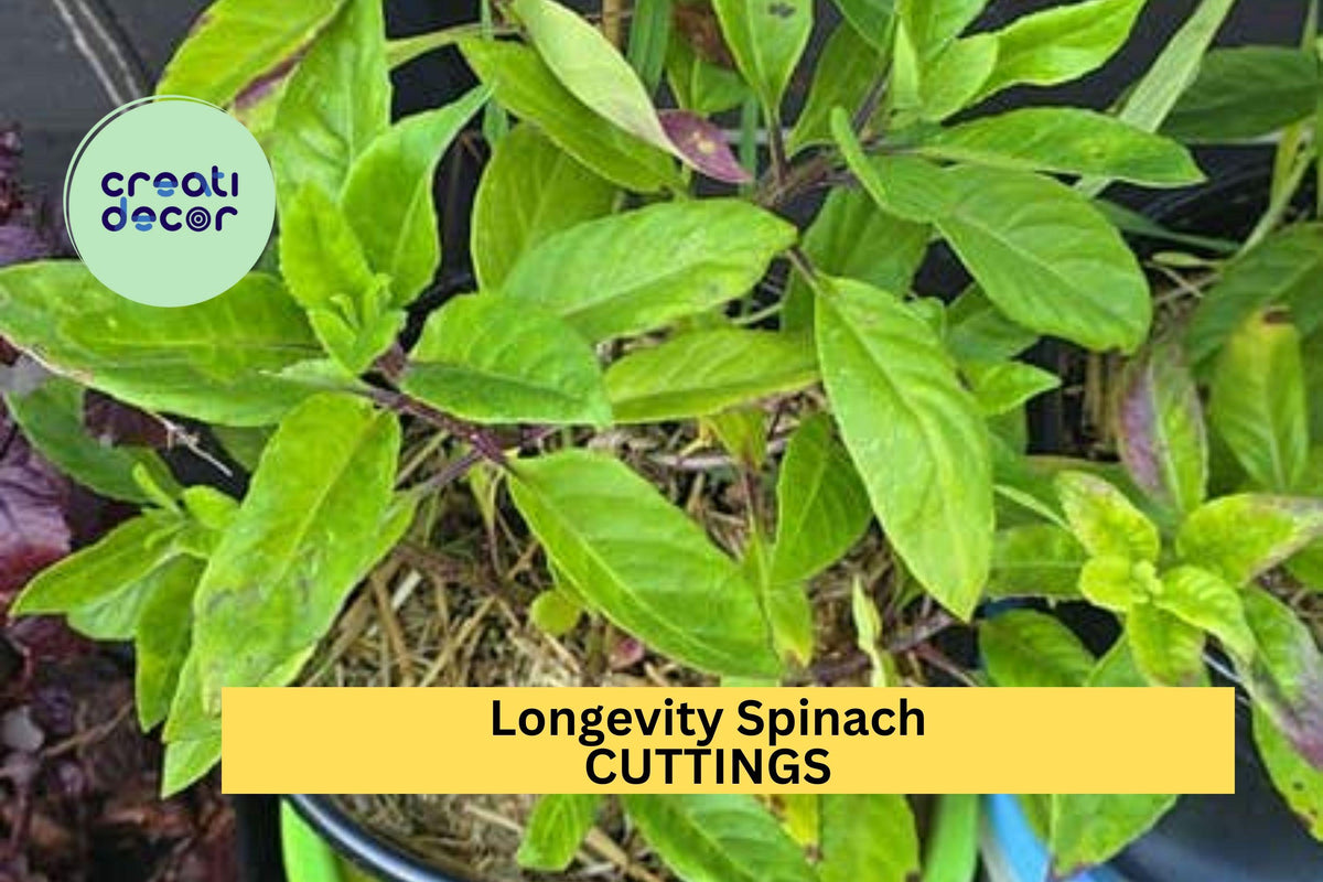 5 Longevity Spinach Cuttings – Gynura procumbens Unrooted Fresh Stems for Garden or Pots