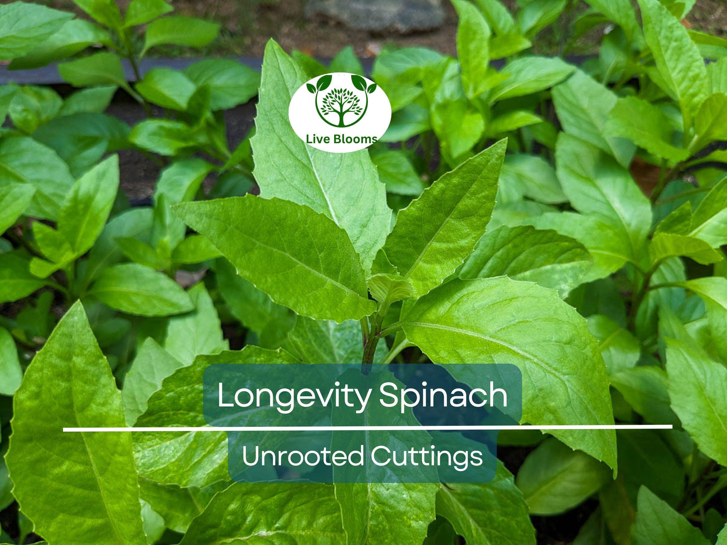 5 Longevity Spinach Gynura Procumbens Unrooted Cuttings 4" - Edible Tropical Superfood for Easy Propagation