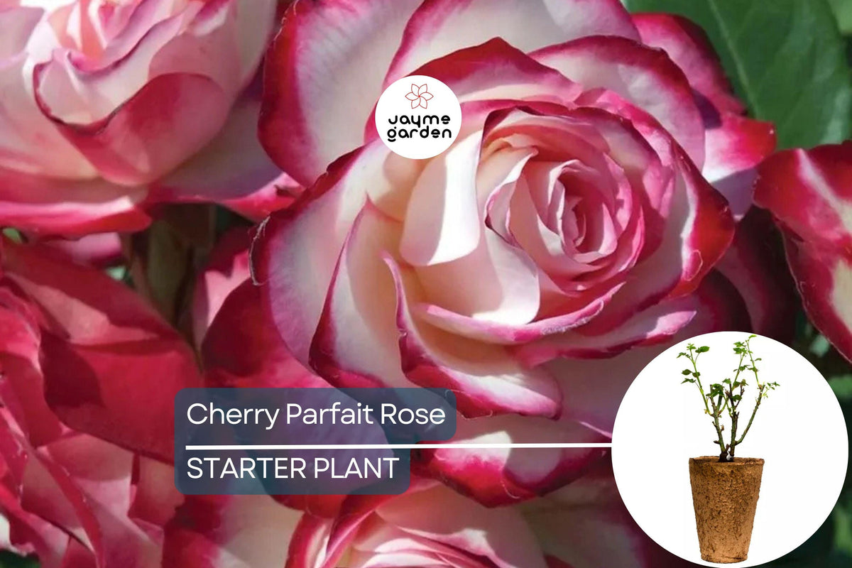 Cherry Parfait Rose - 1.5 Gal Pot | Fragrant Bi-Color Grandiflora | Disease-Resistant Rosa 'MEIsponge' | Zones 5-10
