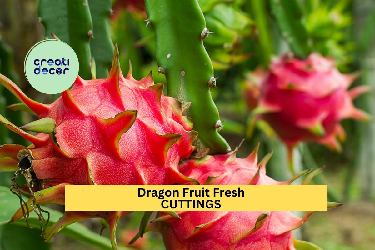 3 American Beauty Dragon Fruit Cuttings – 8–10” Unrooted Stems | Red Flesh, Self-Pollinating Hylocereus guatemalensis