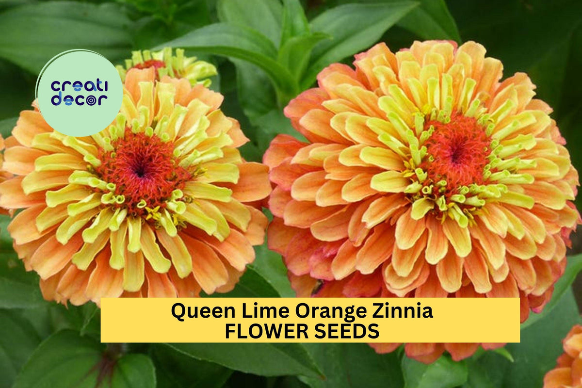 Queen Lime Orange Zinnia Seeds - 100+ Seeds - Bicolor Blooms - Zinnia elegans - Heat-Tolerant Cut Flowers for Gardens
