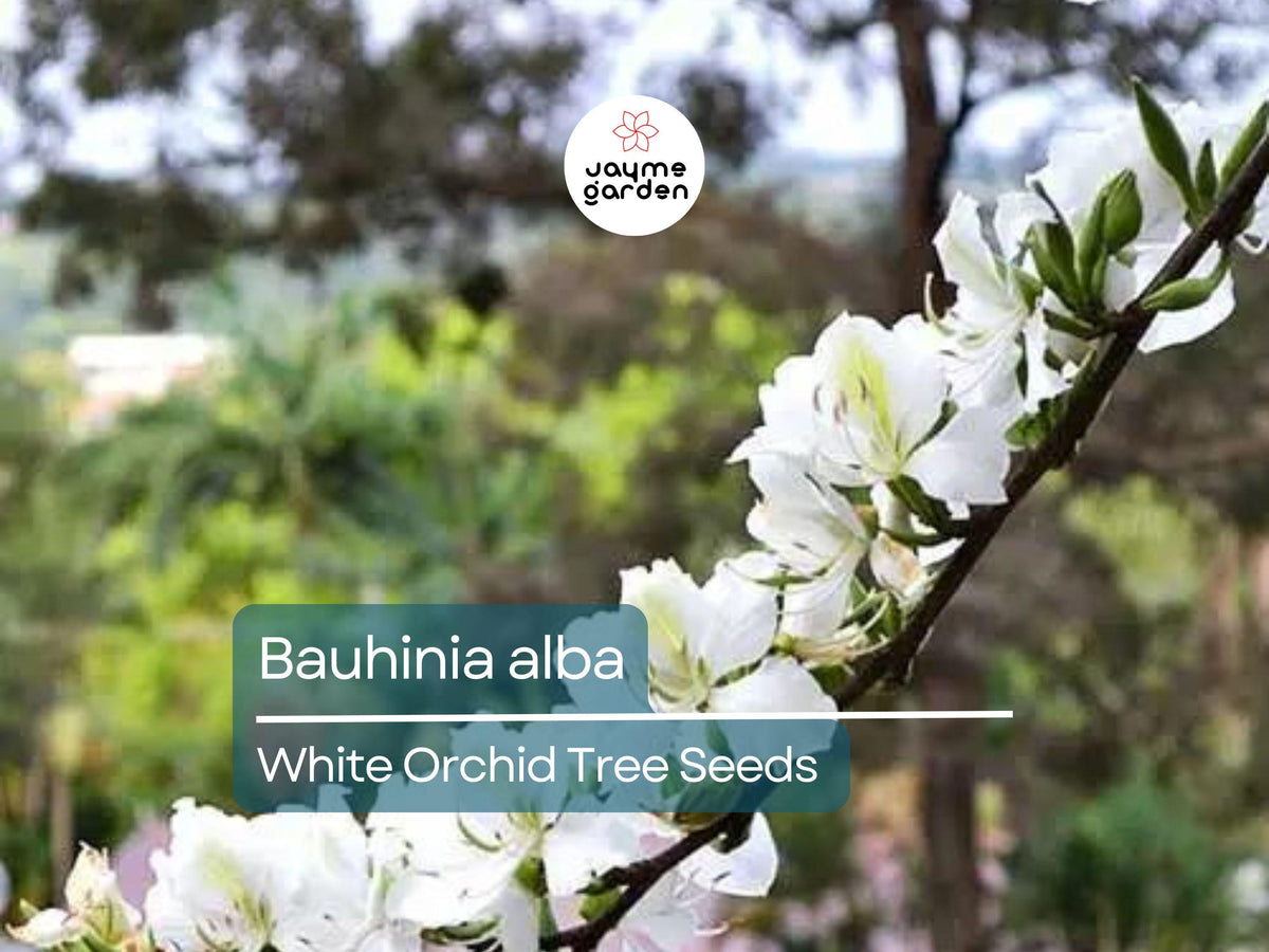 10 Bauhinia Alba Seeds | White Orchid Tree | Fast Growing Ornamental Flowering Tree | Rare Tropical Seeds for Garden