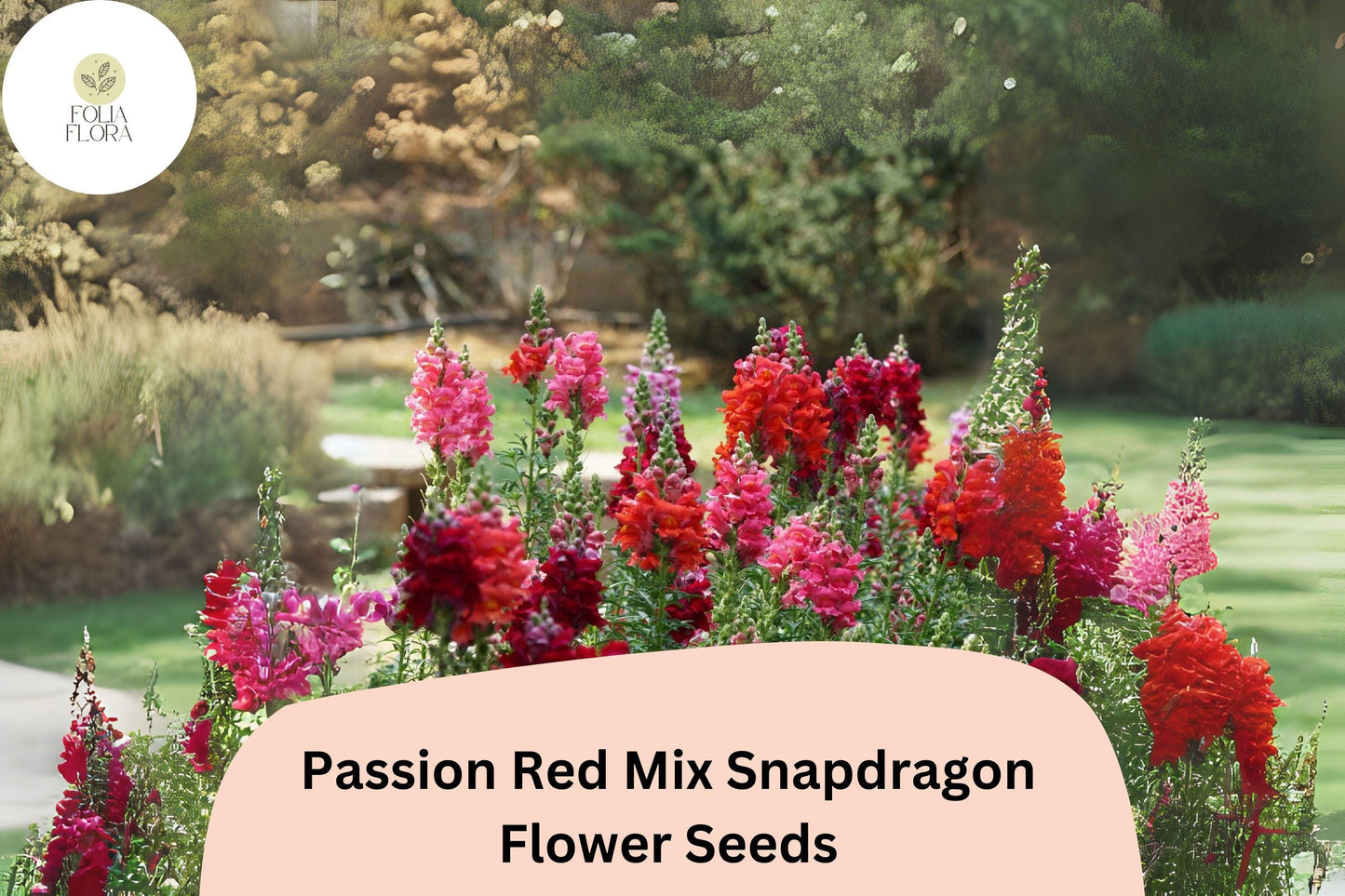 Antirrhinum majus Passion Red Mix Snapdragon Seeds – 1000+ Vibrant Red Blooms for Garden & Cut Flowers
