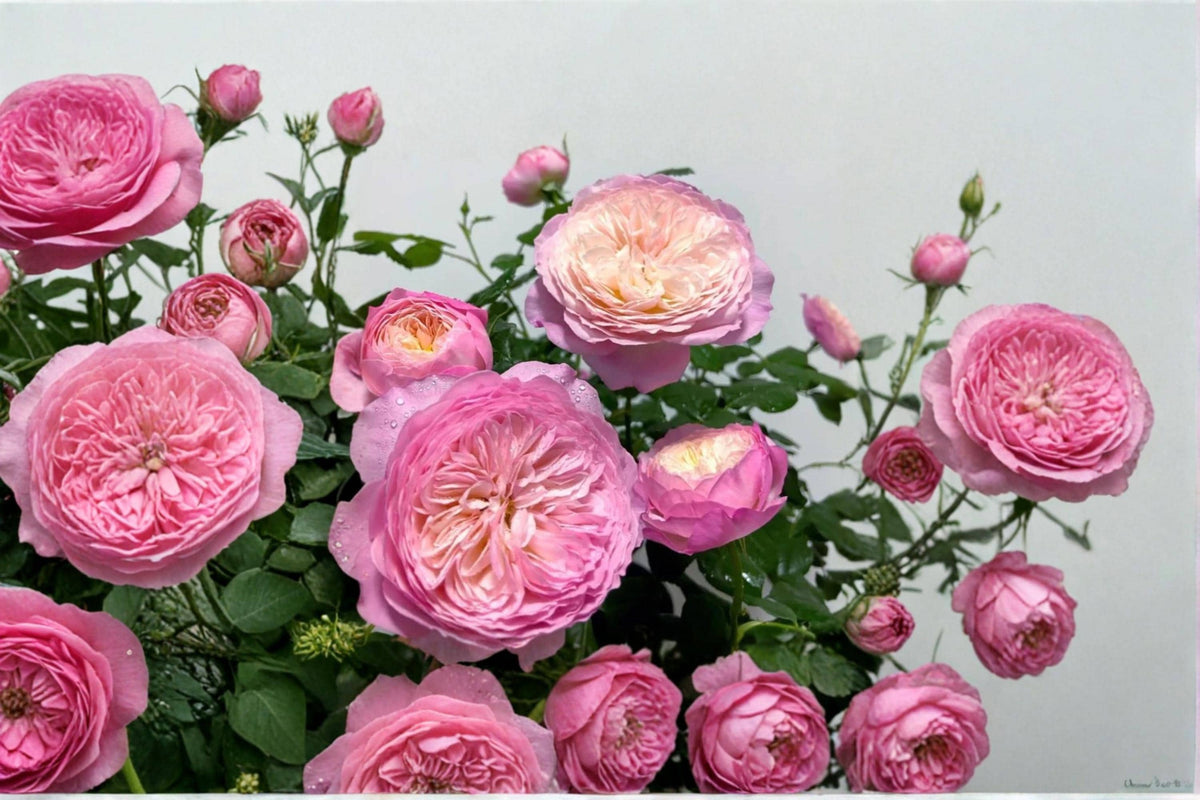 Constance Rose Seeds - 8 Ornamental Pink Flowering Seeds (Rosa spp.) for Garden Planting and Landscapes
