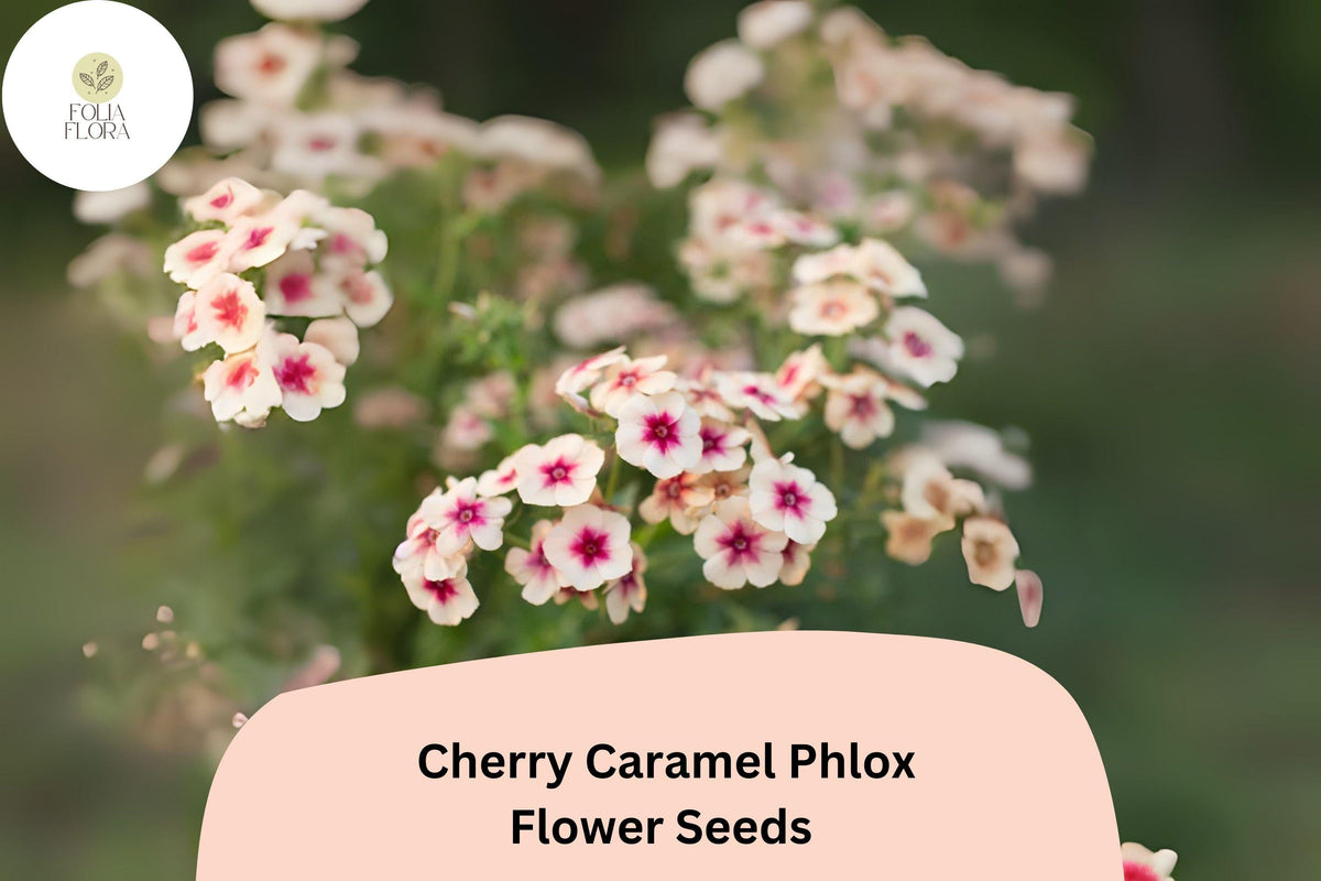 100+ Cherry Caramel Phlox Seeds | Phlox drummondii | Annual Flower Seeds | Unique Cherry-Rose & Caramel Blooms for Garden