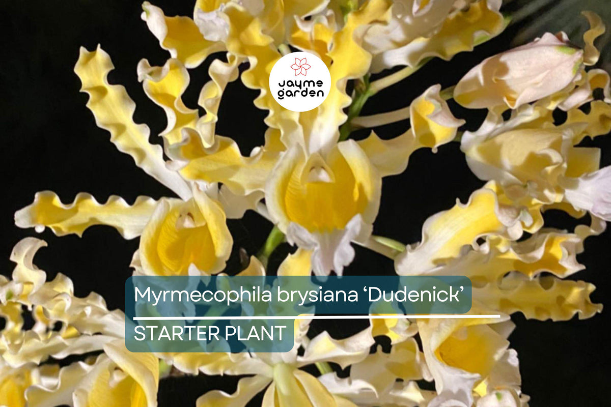 Myrmecophila Brysiana ‘Dudenick’ Orchid | 4” Potted Large Seedling | Rare Tropical Epiphytic Plant | Exotic Showy Blooms