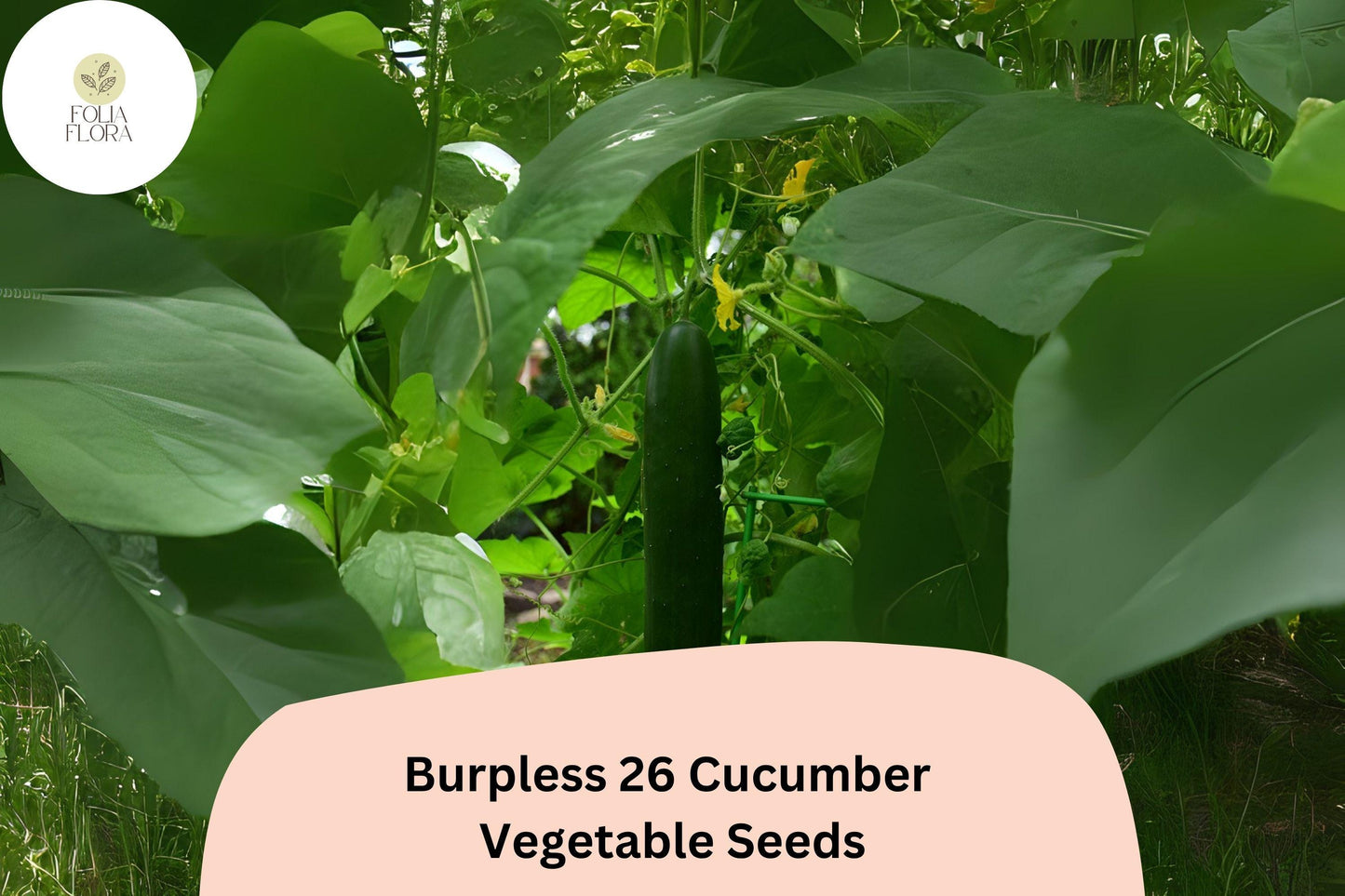 25+ Burpless 26 Cucumber Seeds | Heirloom Non-GMO Slicer | Easy Growing, Non-Bitter Cucumbers