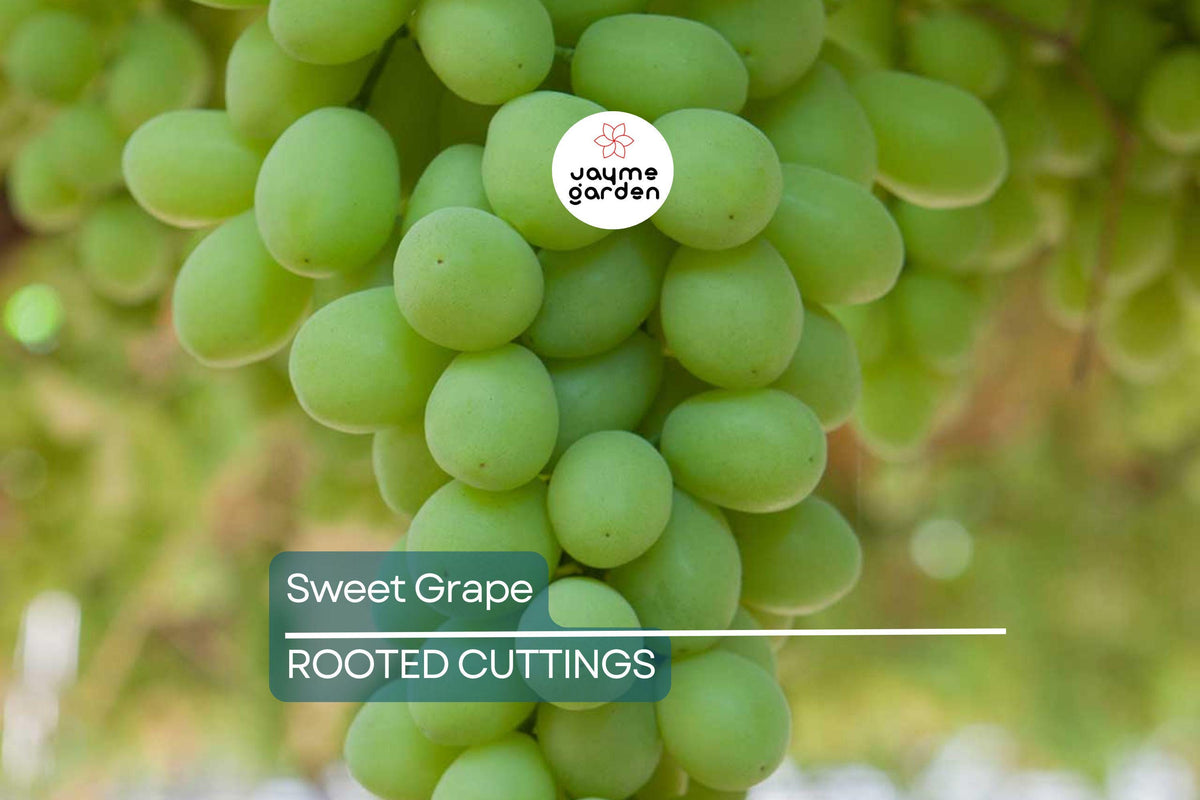 Rooted Cutting Vine - Sweet Seedless Green Grape - Vitis vinifera - Easy Care Edible Fruit Plant for Home Garden