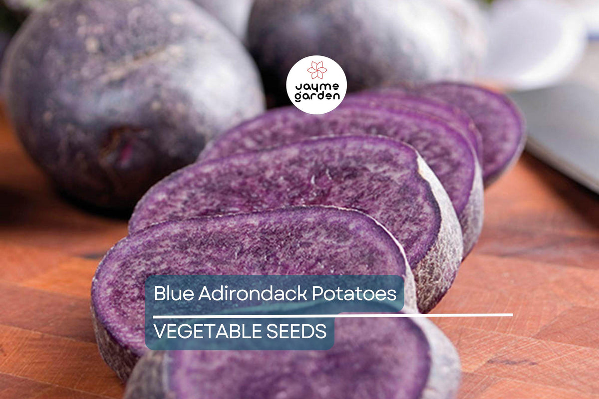 Blue Adirondack Seed Potatoes 500g - USDA Certified Purple Potatoes for Planting - Nutrient-Rich Heirloom Variety