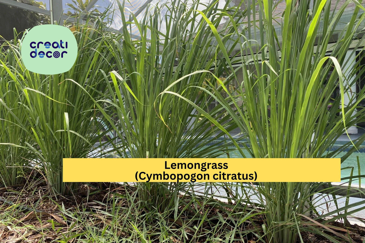 Lemongrass Live Plants - 3 Rooted Stalks Organic Cymbopogon citratus for Culinary & Garden Use