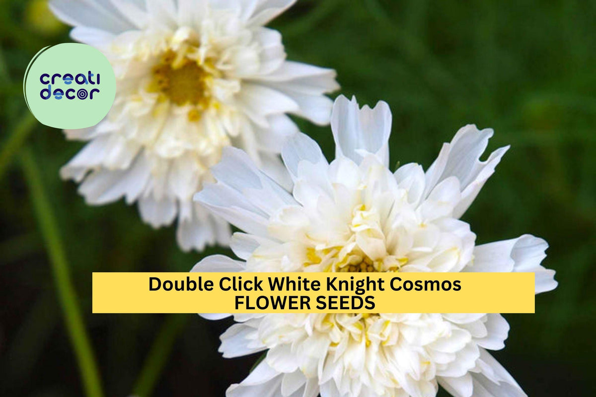 200+ Double Click White Knight Cosmos Seeds – Frilly White Double Blooms for Cottage Gardens & Cut Flowers