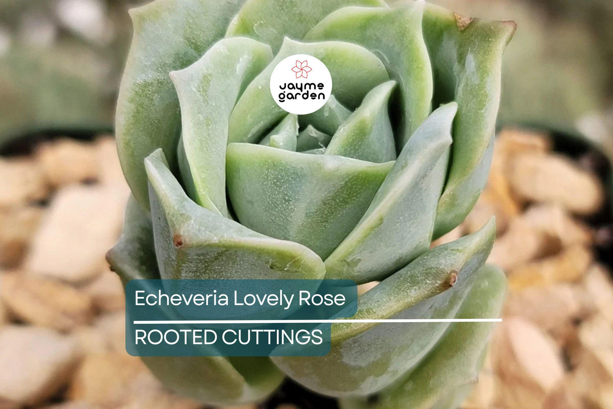 5 Live Echeveria ‘Lovely Rose’ Succulents in 2" Pots | Mini Rose-Like Plants for Gifts, Decor, Fairy Gardens, & Weddings