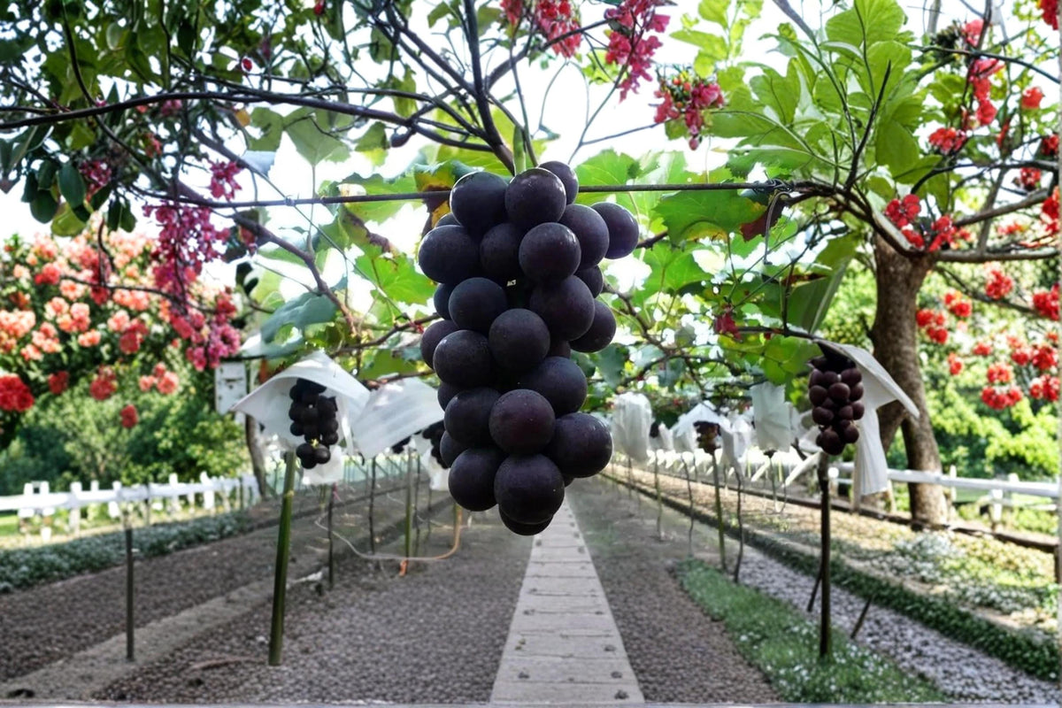Kyoho Grape Plant 1-2 ft Deciduous Vine Vitis vinifera × Vitis labrusca Japanese Fruit for Gardens & Trellises