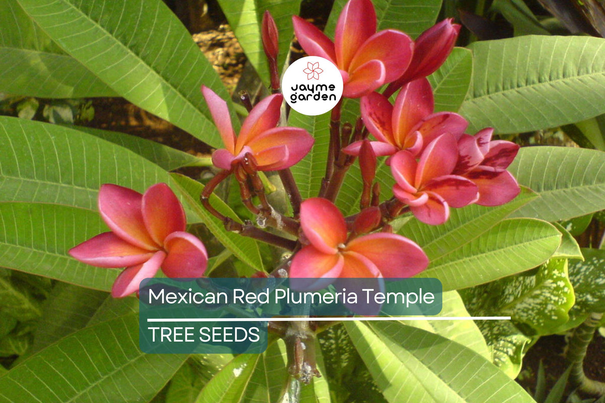 Mexican Red Plumeria Seeds - 5 Pack (Plumeria rubra) - Fragrant Tropical Frangipani, Attracts Hummingbirds & Butterflies