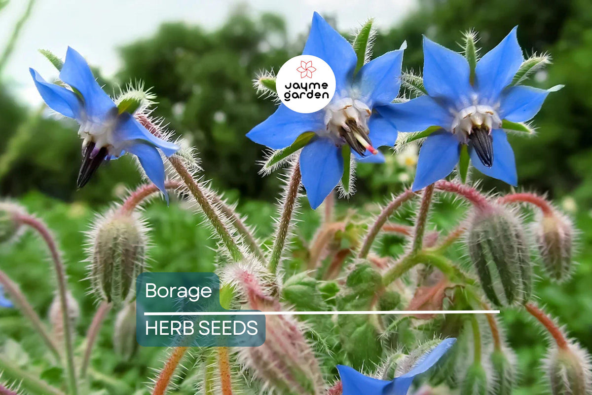 50 Borage Seeds - Heirloom Non-GMO Edible Blue Flowers & Leaves - Borago officinalis - Fast-Growing Culinary Herb