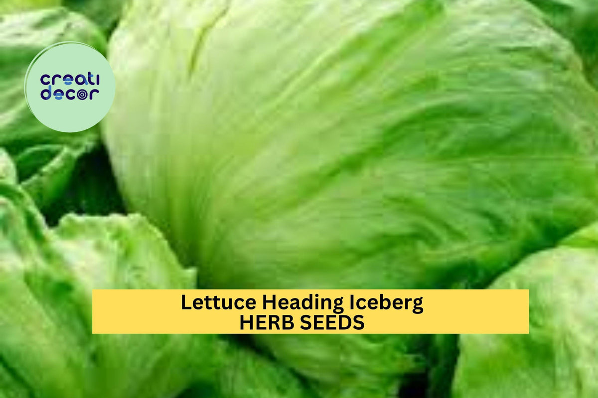 Iceberg Batavian Lettuce Seeds 1g - Crisphead Variety for Salads & Sandwiches - Lactuca sativa - 3 Packs for Garden & Container