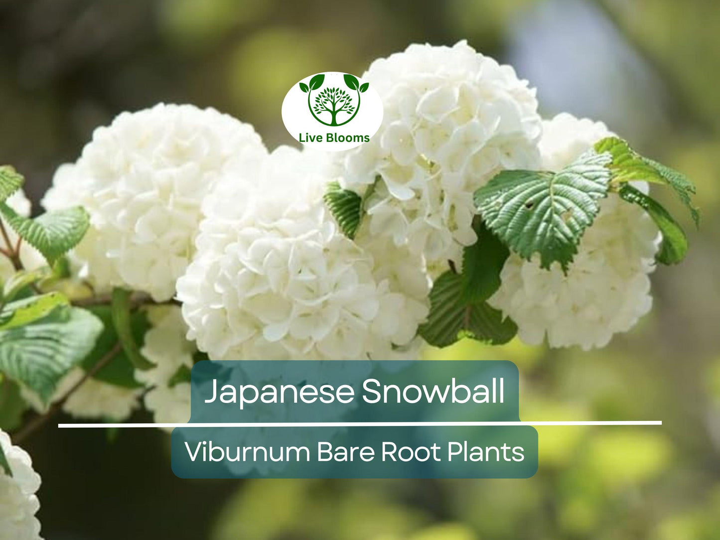 Japanese Snowball Viburnum Shrub 12-18" Bare Root Starter Plant - Viburnum plicatum