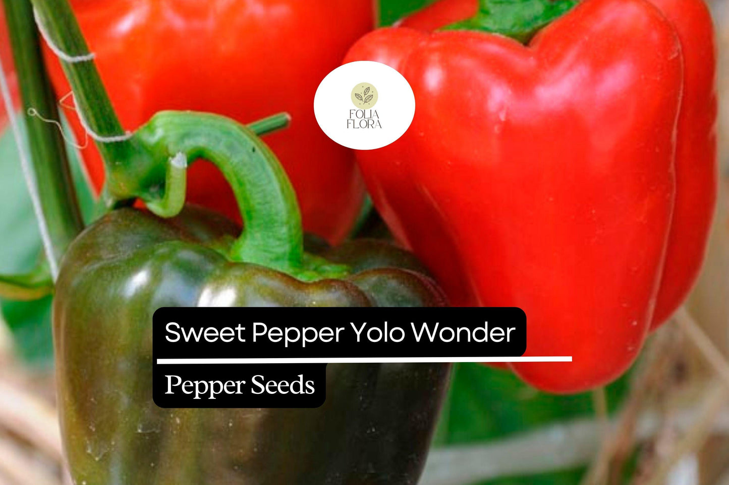 25 Sweet Yolo Wonder L Pepper Seeds – Heirloom Red Bell Pepper, Non-GMO, Sweet & Crisp Flavor
