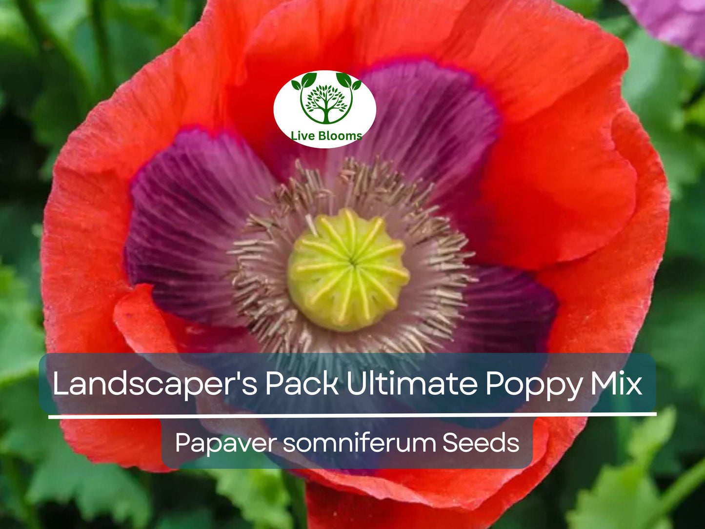 5000 Seeds Ultimate Poppy Mix with Breadseed Poppy Non-GMO for Vibrant Garden Flowers