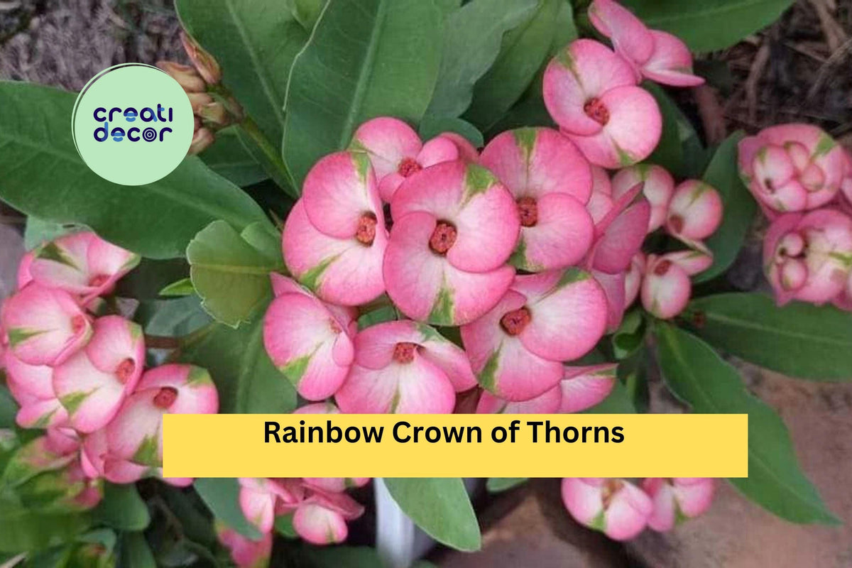 Rainbow Crown of Thorns Cutting | Euphorbia milii Variegated Succulent for Indoor & Outdoor Propagation