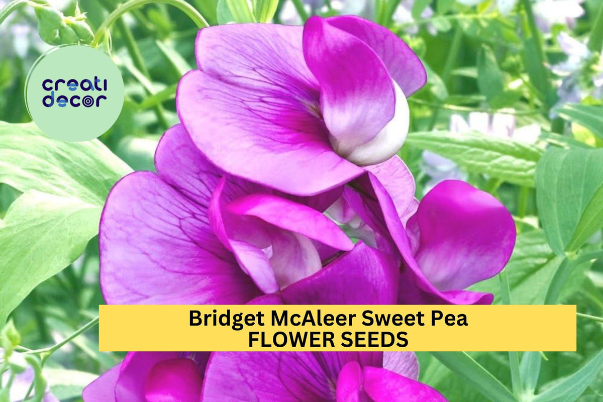 50+ Bridget McAleer Sweet Pea Seeds – Fragrant Pink & White Climbing Vines for Trellises