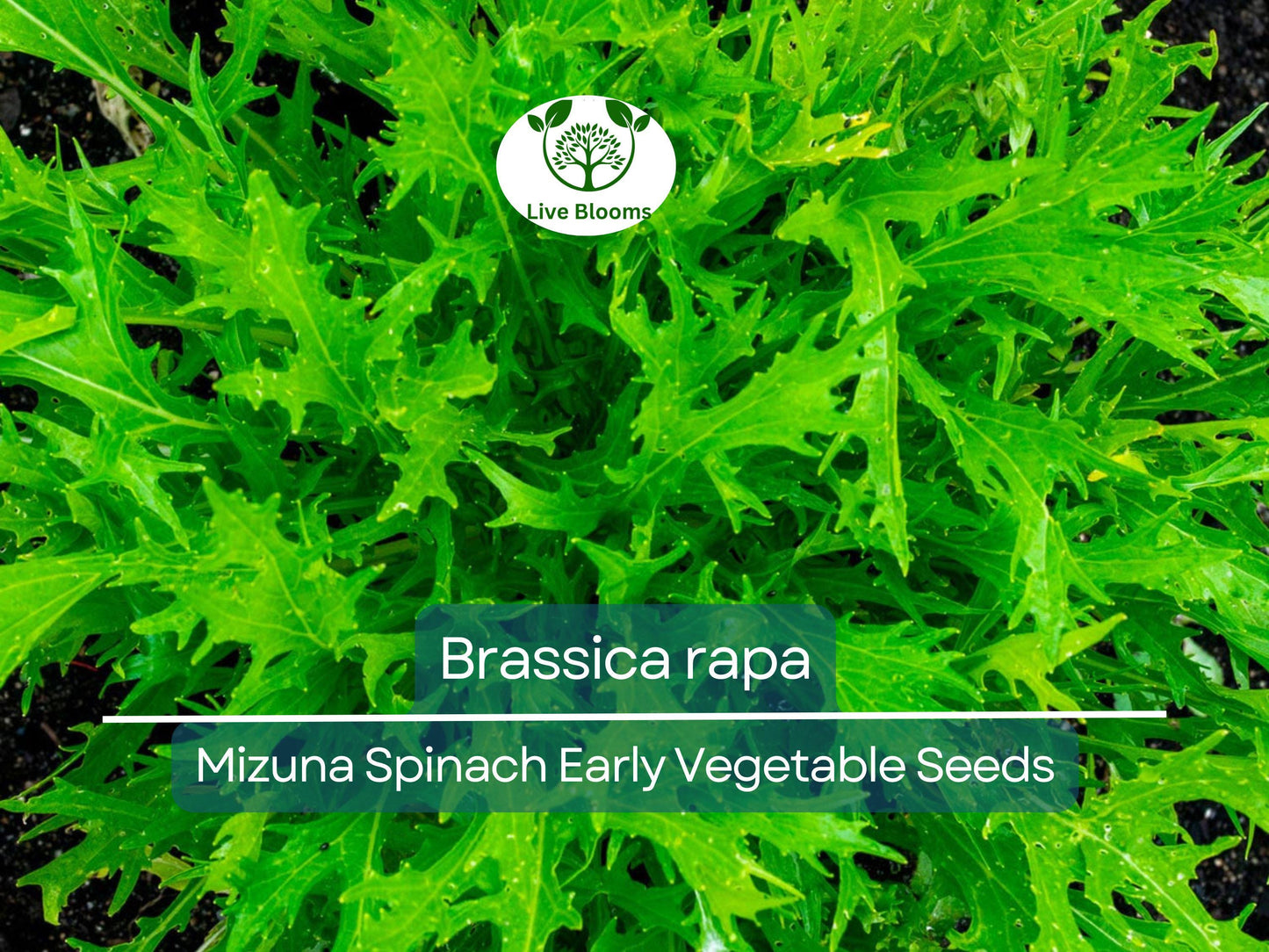 500 mg Mizuna Spinach Early Seeds – Heirloom Brassica rapa for Fast-Growing, Nutritious Greens