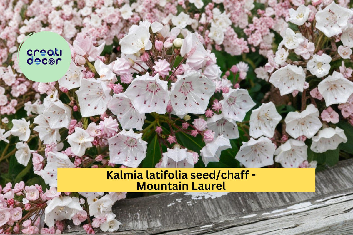 Mountain Laurel Seeds - 100 Count Kalmia latifolia - Native Evergreen Flowering Shrub with Pink & White Blooms for Woodland Gardens