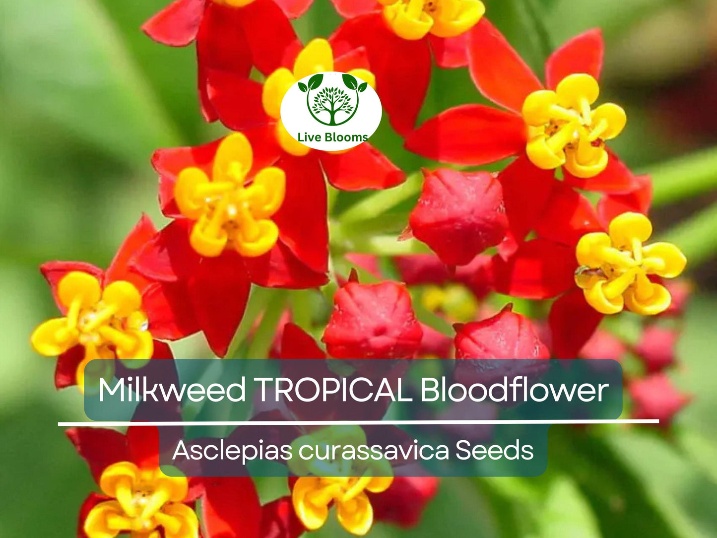 100 Seeds Tropical Bloodflower Milkweed (Asclepias curassavica) - Monarch Butterfly Host, Non-GMO, Pollinator Attractor