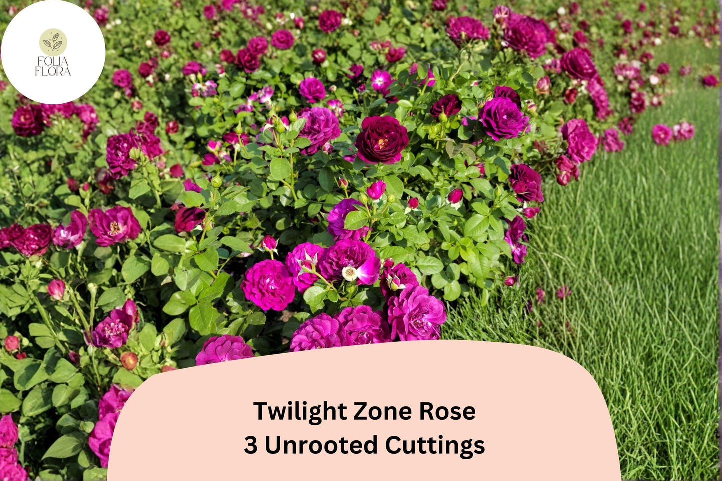 Twilight Zone Rose Cuttings – 3 Rare Deep Purple Hybrid Tea Rose Cuttings for Rooting or Grafting