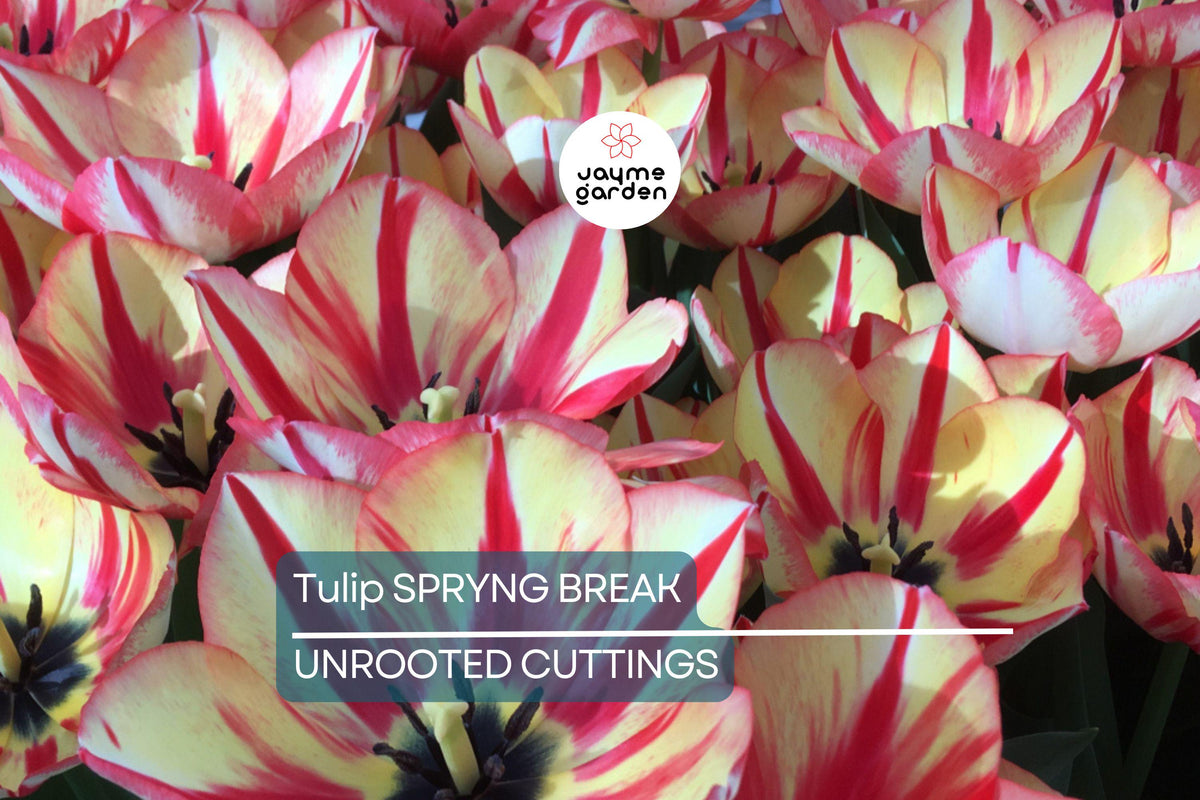 Tulip Bulbs - 5 Cream & Red Double Peony, Color-Changing Blooms, Tulipa 'Spryng Break', USDA Zones 3-8, Perfect for Containers