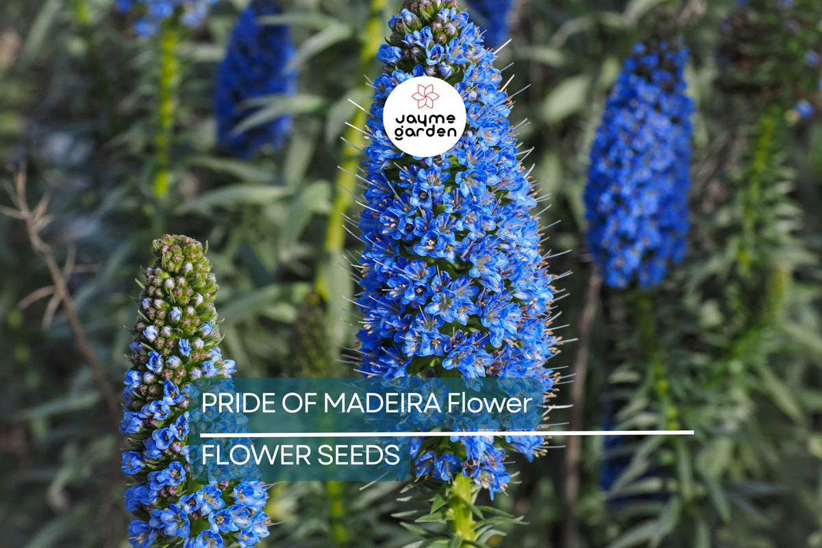 20 Pride of Madeira Seeds, Blue Tower of Jewels, Fast Growing, Pollinator Friendly, Echium fastuosum, Coastal Garden Plant
