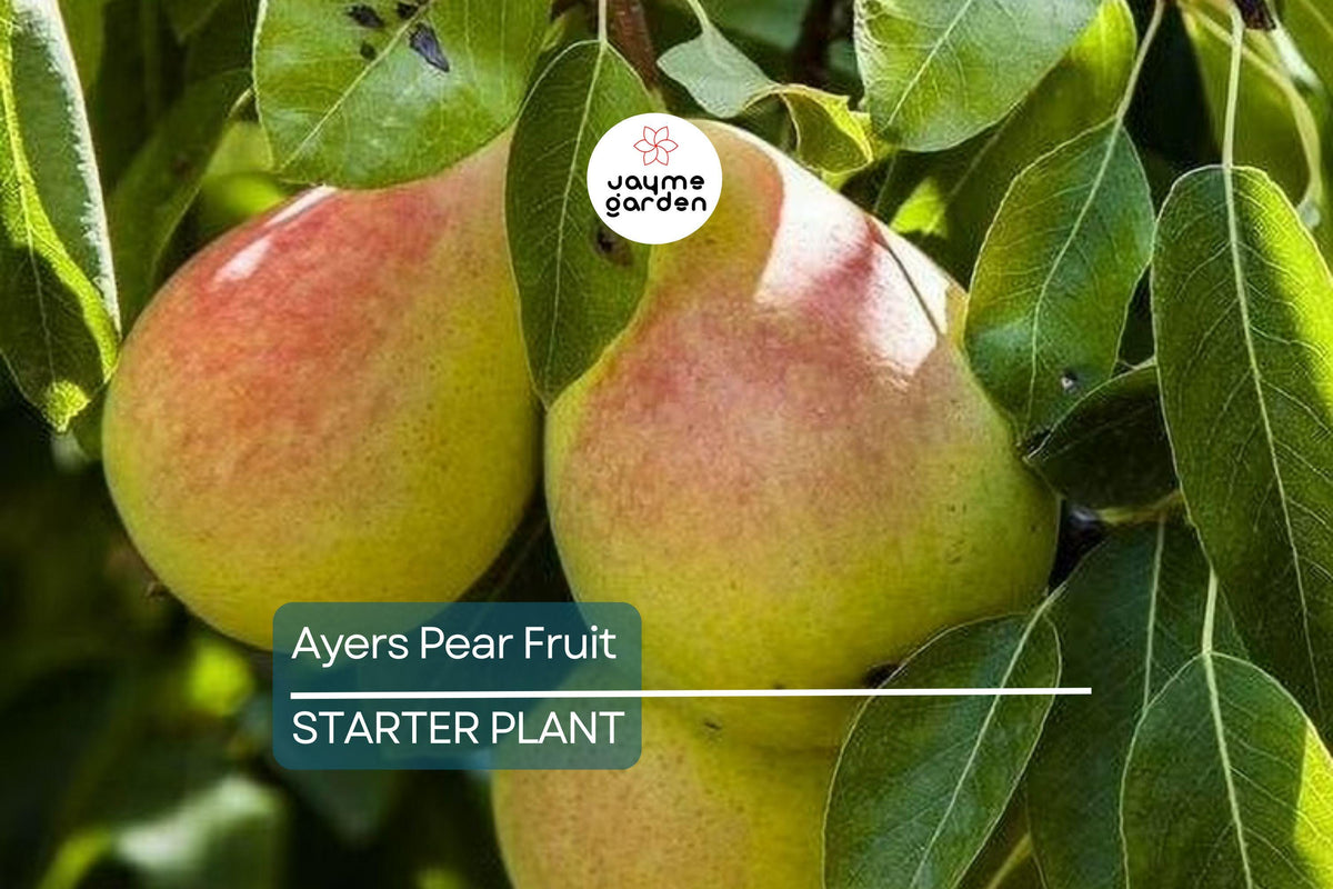 Ayers Pear Tree 12-18” Bare-Root | Disease-Resistant Heirloom Fruit Tree | Sweet Dessert Pears | Pyrus
