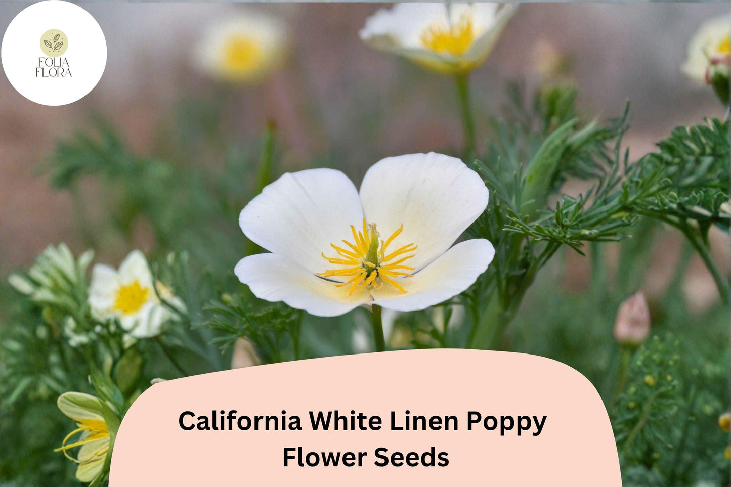 200+ California White Linen Poppy Seeds - Elegant White Wildflowers for Full Sun Gardens