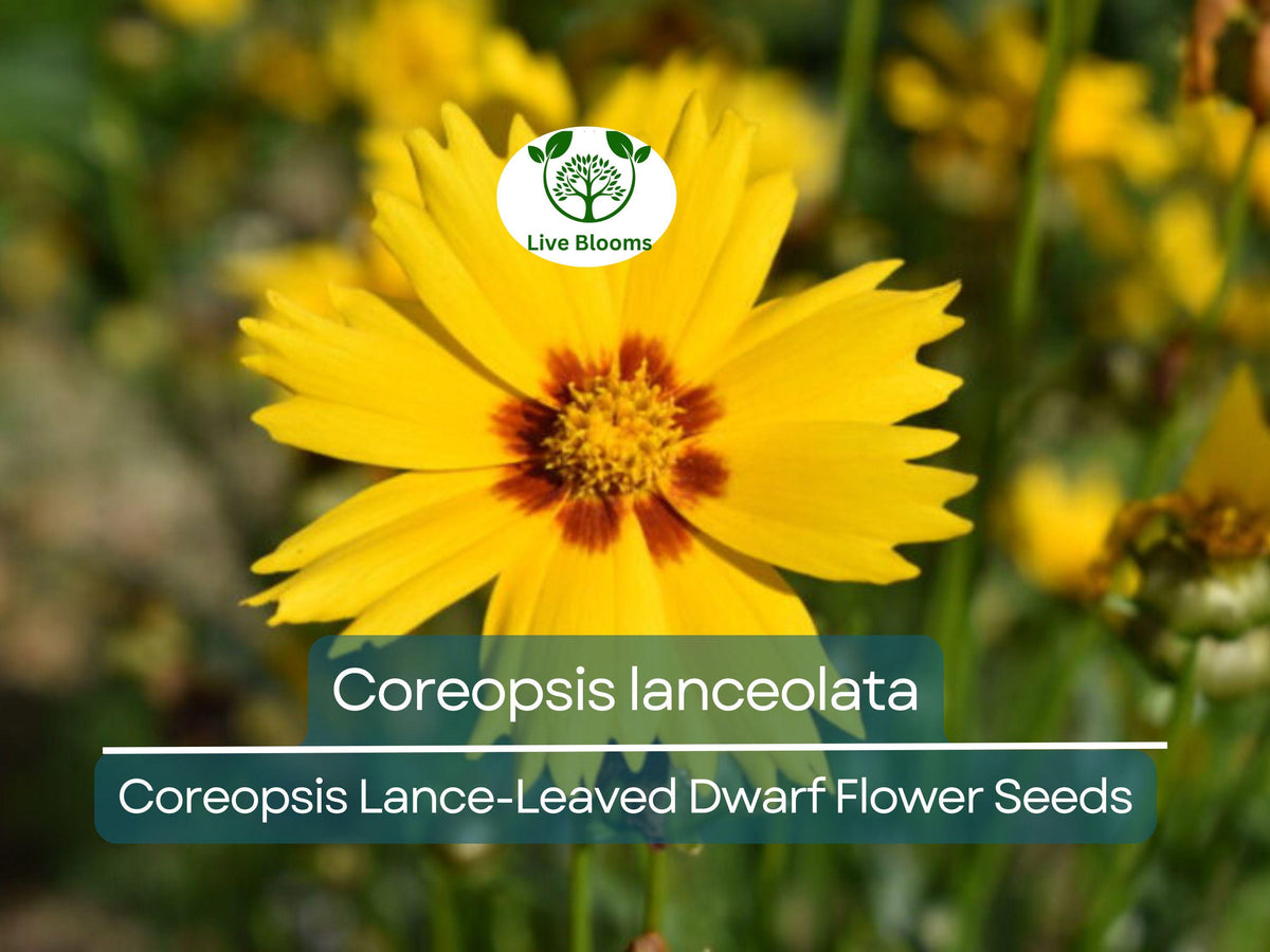 Coreopsis Lance-Leaved Dwarf Seeds - 50 Non-GMO Yellow Wildflower Seeds (Coreopsis lanceolata) for Pollinator-Friendly Gardens